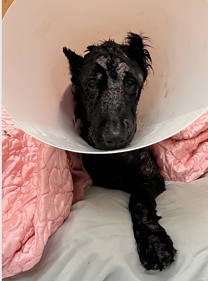 Giant Schnauzer’s Reaction to Seeing the Vet Tech Who Saved Her Life Months Before Is Pure Joy